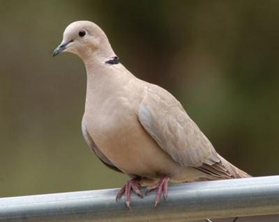 EurasianCollaredDove_CLO_2.jpg