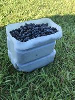 Blueberry picking in Jackson