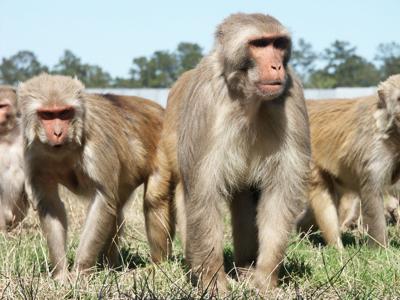 Tulane National Primate Research Center